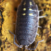 Porcellio Ornatus “Yellow Dot”